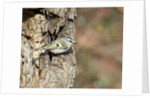 Golden-crowned Kinglet by Anonymous