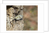 Golden-crowned Kinglet by Anonymous
