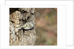 Golden-crowned Kinglet by Anonymous