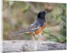 Rufous Towhee (Eastern Towhee) by Anonymous