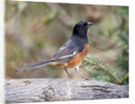 Rufous Towhee (Eastern Towhee) by Anonymous