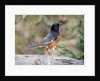 Rufous Towhee (Eastern Towhee) by Anonymous