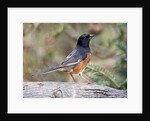 Rufous Towhee (Eastern Towhee) by Anonymous