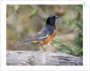 Rufous Towhee (Eastern Towhee) by Anonymous