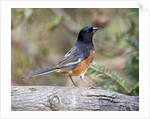 Rufous Towhee (Eastern Towhee) by Anonymous