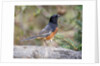 Rufous Towhee (Eastern Towhee) by Anonymous