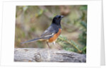Rufous Towhee (Eastern Towhee) by Anonymous