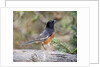 Rufous Towhee (Eastern Towhee) by Anonymous