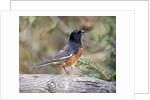 Rufous Towhee (Eastern Towhee) by Anonymous
