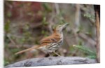 Brown Thrasher by Anonymous