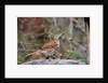 Brown Thrasher by Anonymous
