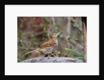 Brown Thrasher by Anonymous