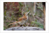 Brown Thrasher by Anonymous