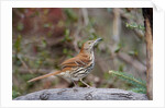 Brown Thrasher by Anonymous