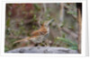 Brown Thrasher by Anonymous
