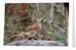 Brown Thrasher by Anonymous