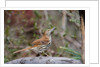 Brown Thrasher by Anonymous