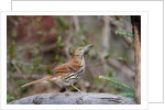 Brown Thrasher by Anonymous