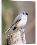 Tufted-Titmouse by Anonymous