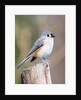 Tufted-Titmouse by Anonymous