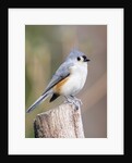 Tufted-Titmouse by Anonymous
