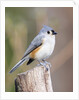 Tufted-Titmouse by Anonymous