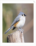 Tufted-Titmouse by Anonymous