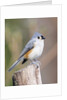 Tufted-Titmouse by Anonymous