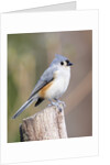 Tufted-Titmouse by Anonymous