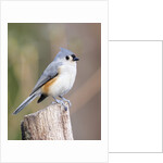 Tufted-Titmouse by Anonymous