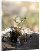 Ruby-crowned Kinglet by Anonymous