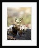 Ruby-crowned Kinglet by Anonymous