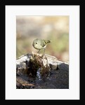 Ruby-crowned Kinglet by Anonymous