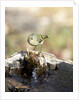 Ruby-crowned Kinglet by Anonymous