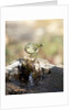 Ruby-crowned Kinglet by Anonymous