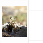 Ruby-crowned Kinglet by Anonymous