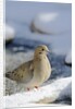 Mouring Dove by Anonymous