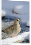 Mouring Dove by Anonymous