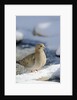 Mouring Dove by Anonymous