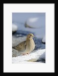 Mouring Dove by Anonymous