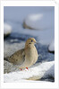Mouring Dove by Anonymous