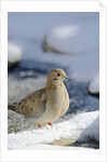 Mouring Dove by Anonymous