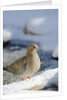 Mouring Dove by Anonymous