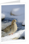 Mouring Dove by Anonymous