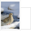 Mouring Dove by Anonymous