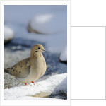 Mouring Dove by Anonymous