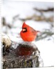 Northern Cardinal by Anonymous