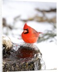Northern Cardinal by Anonymous