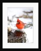 Northern Cardinal by Anonymous