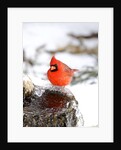 Northern Cardinal by Anonymous
